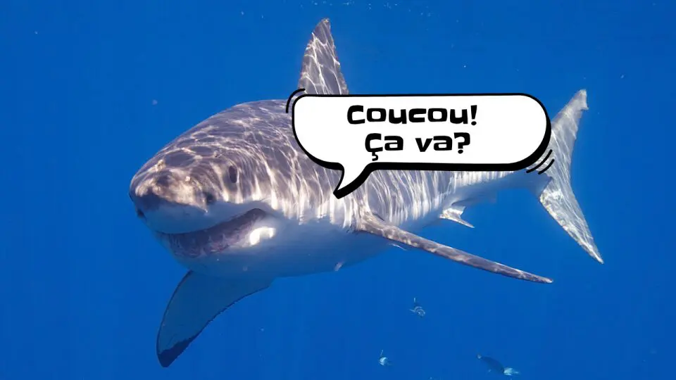 1785356183_Requins.png_960_540