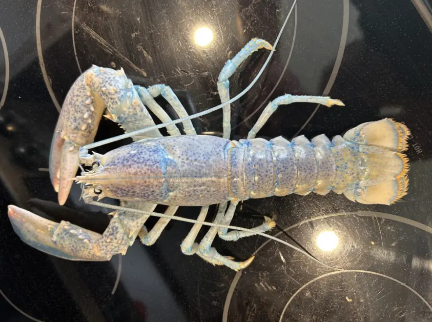 1009_AS_Homard-barbe-a-papa_Cr_Fournie-885x660