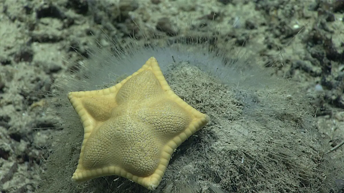L’étoile de mer « ravioli », une étonnante créature des profondeurs